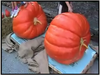 BIG Pumpkins